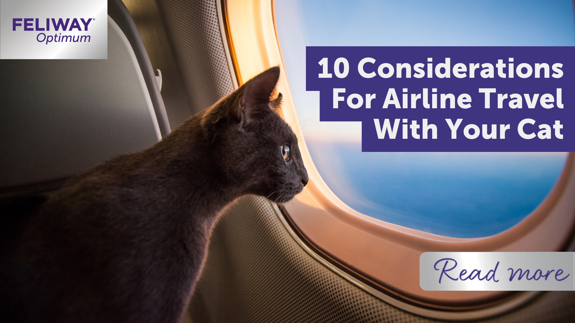 THE BEST CARRIERS FOR TRAVELLING BY PLANE WITH YOUR CAT