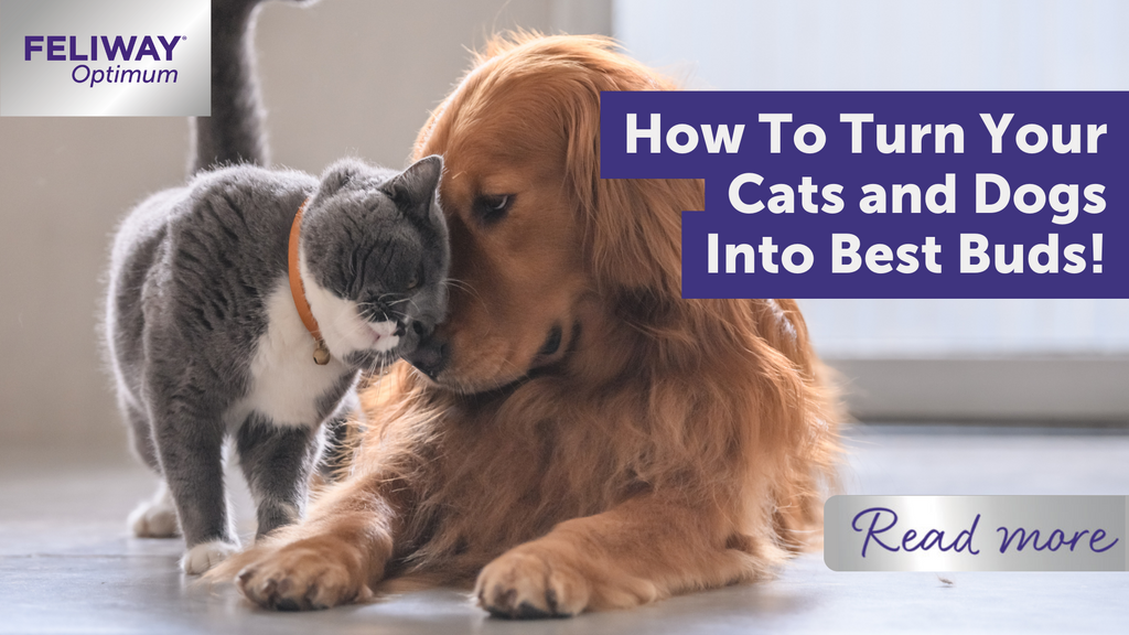 How to turn your cats and dogs into best buds