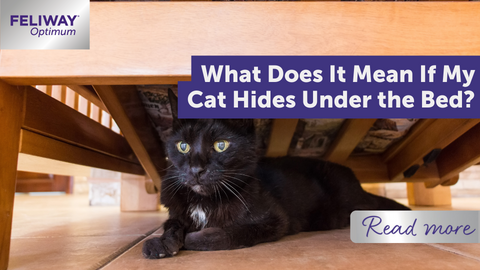 What Does It Mean If My Cat Hides Under the Bed?