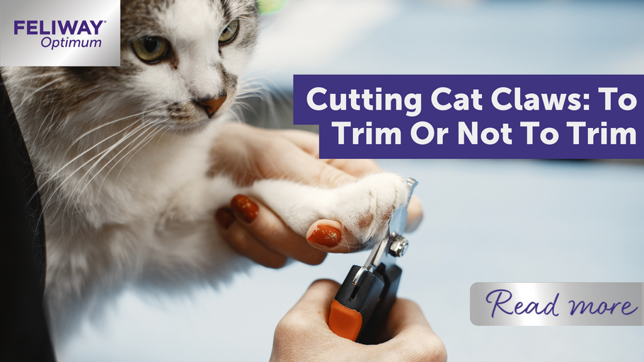 How To Trim Cat Nails the Right Way for Health and Safety | PawTracks