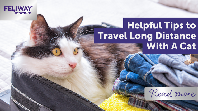 helpful-tips-to-travel-long-distance-with-a-cat-feliway-uk