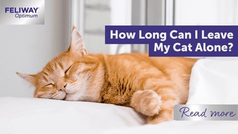 How Long Can I Leave My Cat Alone?