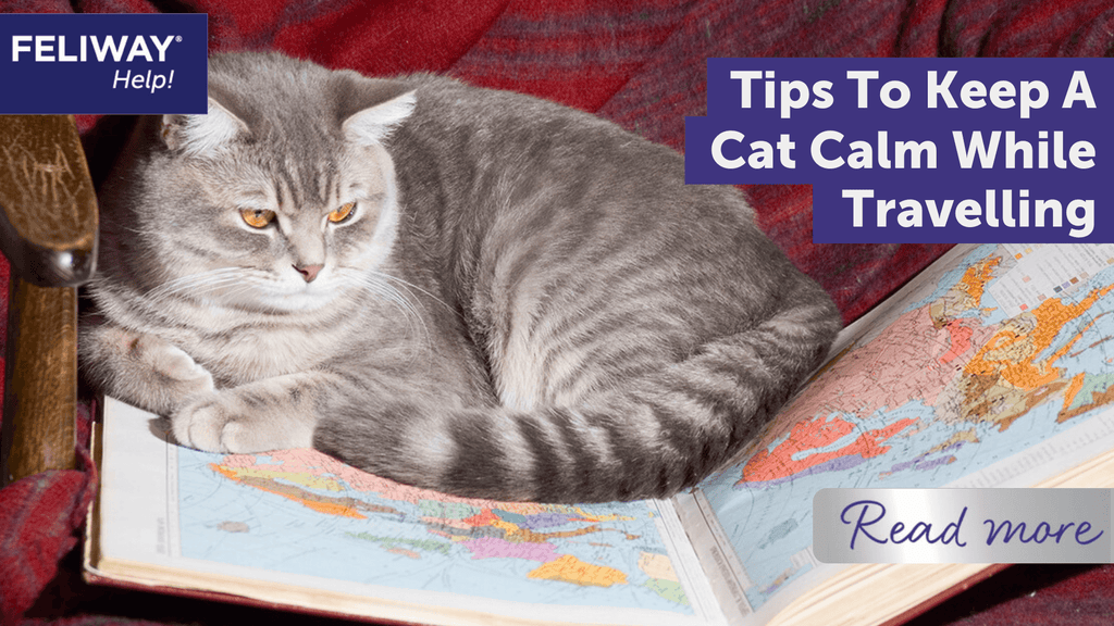 Best way to calm a cat best sale