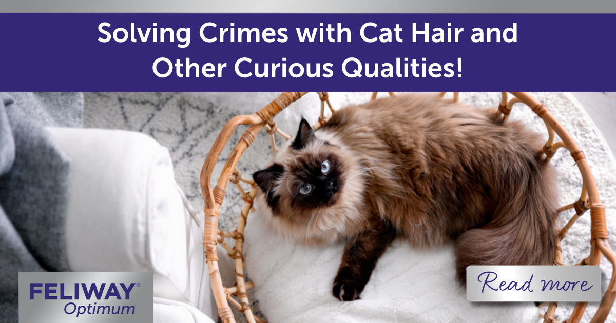Solving Crimes with Cat Hair and Other Curious Qualities!