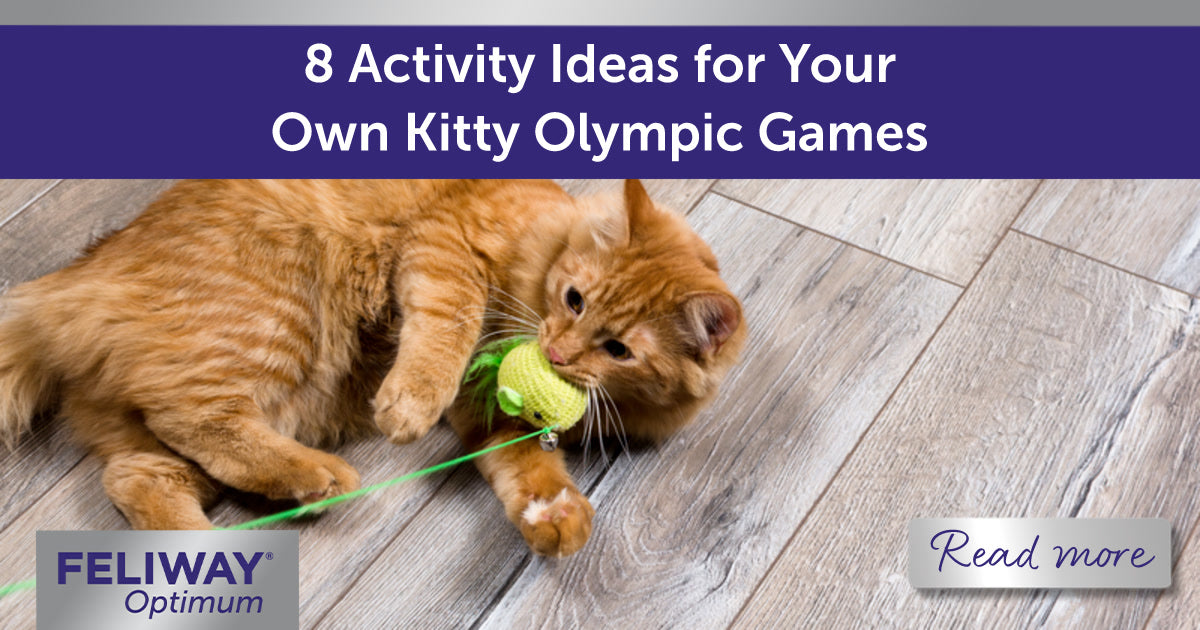 8 Activity Ideas for Your Own Kitty Olympic Games