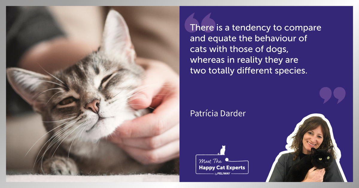 Improving Your Relationship: A Happy Cat Expert Explains!