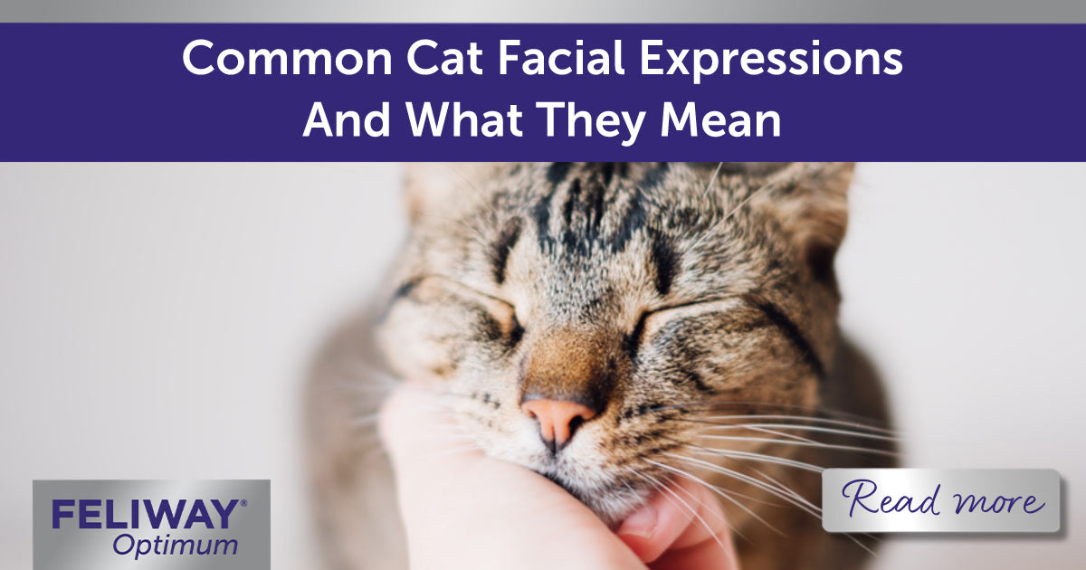 Common Cat Facial Expressions And What They Mean