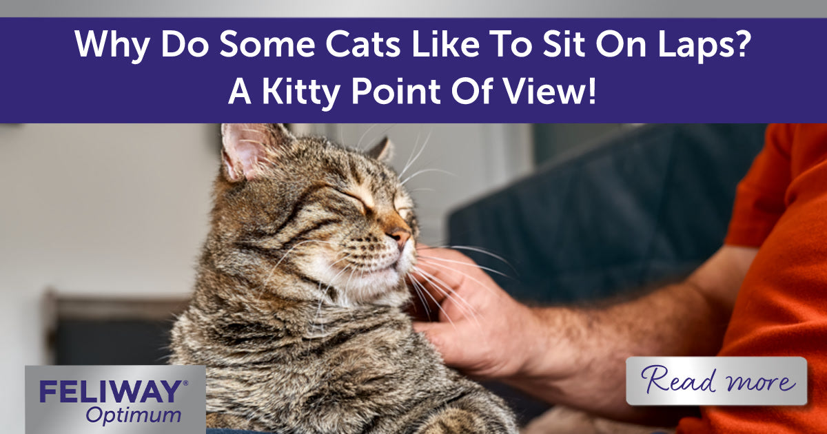 Why Do Some Cats Like To Sit On Laps? A Kitty Point Of View!