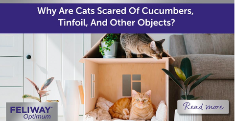 Why Are Cats Scared of Cucumbers, Tinfoil And Other Objects?