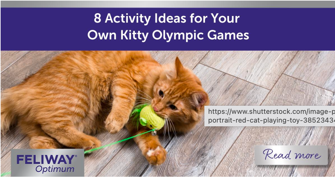 8 Activity Ideas for Your Own Kitty Olympic Games