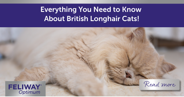 British Longhair cat sleeping on a rug.