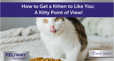 White and brown kitten licking their nose at a food bowl.