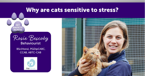 Why are cats sensitive to stress?