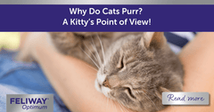 Why do Cats Purr? A Kitty's Point of View