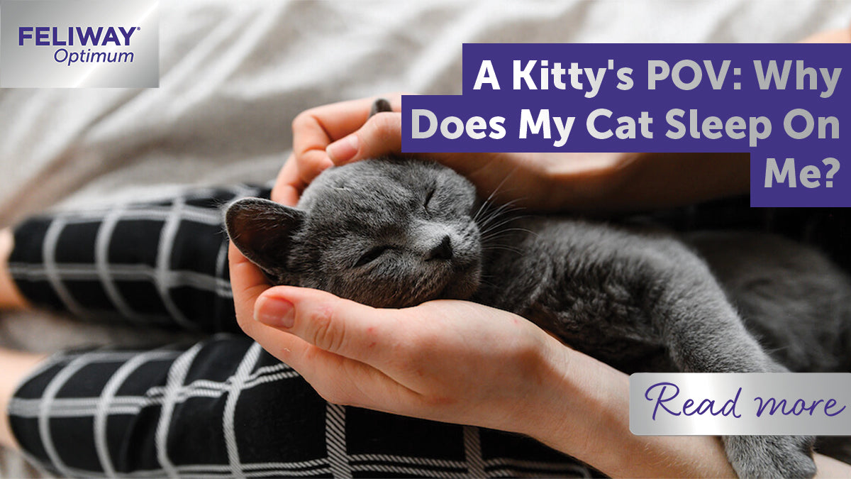 A Kitty's Point Of View: Why Does My Cat Sleep On Me?