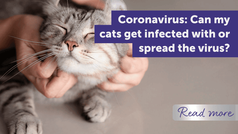 Coronavirus: Can my cats get infected with or spread the virus?