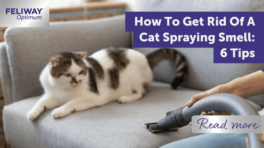 How To Get Rid Of A Cat Spraying Smell 6 Tips FELIWAY