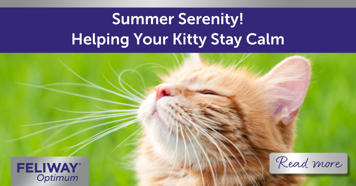 Summer Serenity: Helping Your Kitty Stay Calm